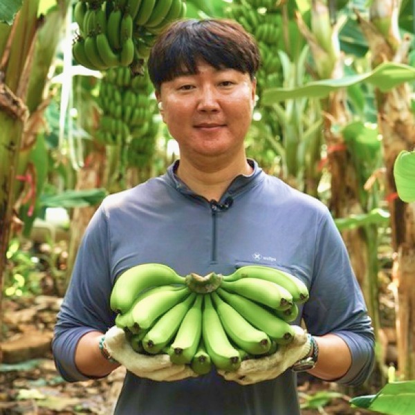 컨비니, [경남 농가돕기] 유기농 국내산 바나나, 컨비니언